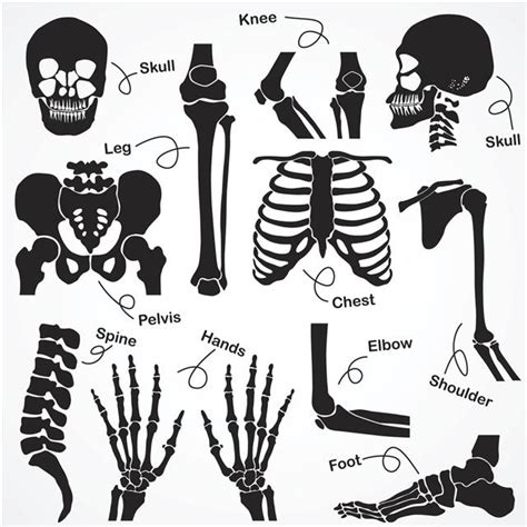 The Human Skeleton All You Need To Know Bodytomy