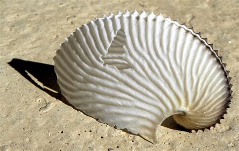 Maps For Afrika Paper Nautilus Shells