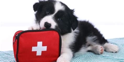 How To Make A First Aid Kit For Dogs Preventive Vet