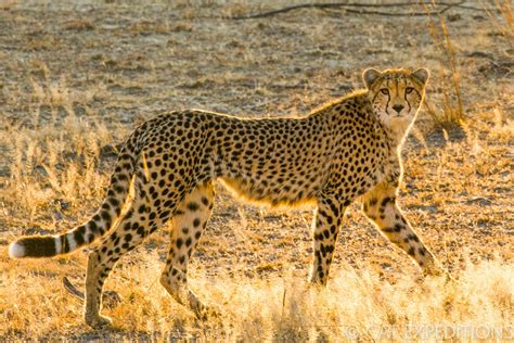 Ethical Cheetah Photo Tours Cat Expeditions
