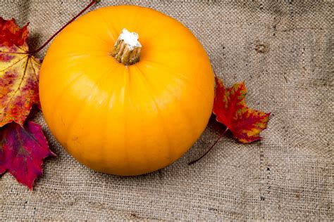 Pumpkin On The Jute Background Free Stock Photo Public Domain Pictures