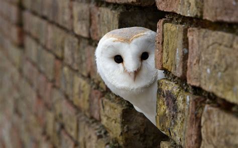 Birds Animals Owl Bricks Wallpapers Hd Desktop And