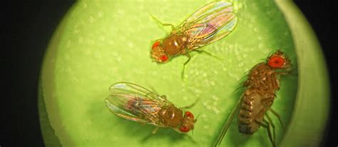 Drowsy Drosophila Shed Light On Sleep And Hunger Brandeisnow