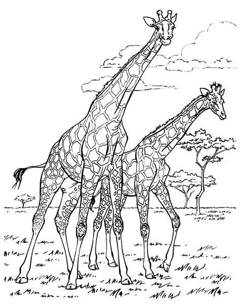 The giraffe (giraffa) is an african artiodactyl mammal, the tallest living terrestrial animal and the largest ruminant. Africa giraffes - Africa Adult Coloring Pages