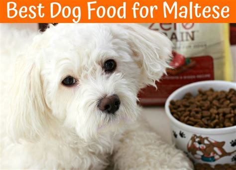 Best food for small dogs with colitis. The Best Dog Food for Maltese Buying Guide - US Bones