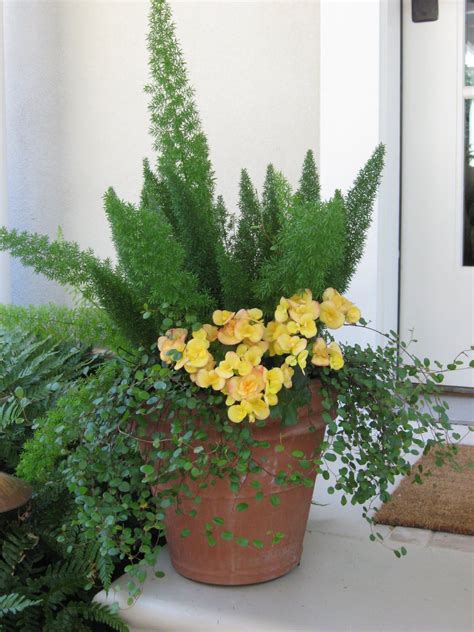 They can swallow up smaller plants in container gardens. Foxtail Asparagus Fern, Tuberous Begonia, Thread Vine ...