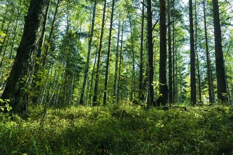 Timber Forest Stock Photos Royalty Free Timber Forest Images