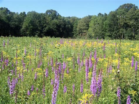 Pennsylvania's only prairie about to burst into bloom of wildflowers ...