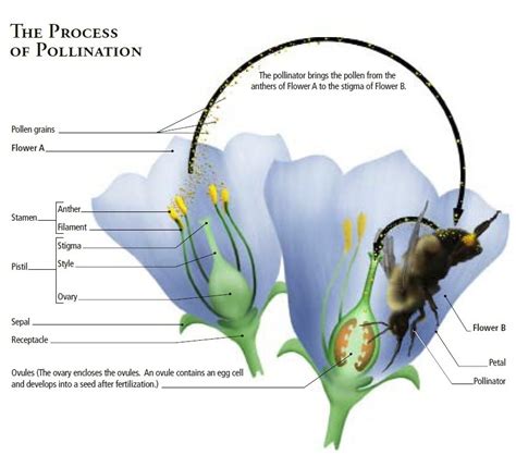 Canadian Wildlife Federation The Science Of Pollination Primer