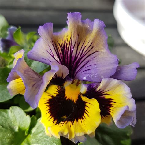 ~ Pansies Galore ~ Photography Flowers Pansies Flowers Photography