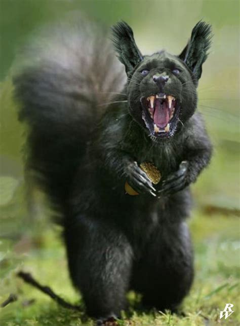 Black Squirrel By Dwarf4r On Deviantart Photoshopped Animals Animal