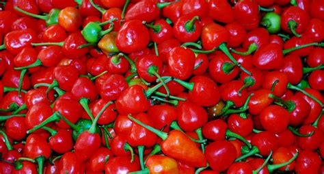 GI Tag for Rare Himalayan Chili Pepper Makes Some Growers Hot - Zenger News