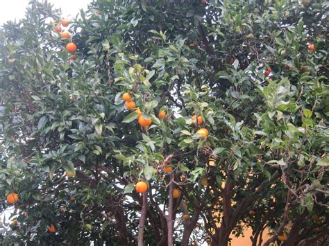 La Junta Estudia La Tala De 28 Naranjos En El Parque Del Alamillo