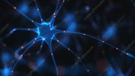 Neuron Synapse Animation