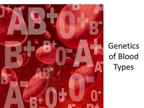 Ppt Genetics Of Blood Types Powerpoint Presentation Free Download