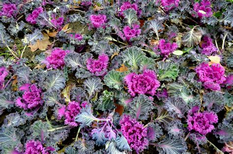 Ornamental Cabbage Free Stock Photo - Public Domain Pictures