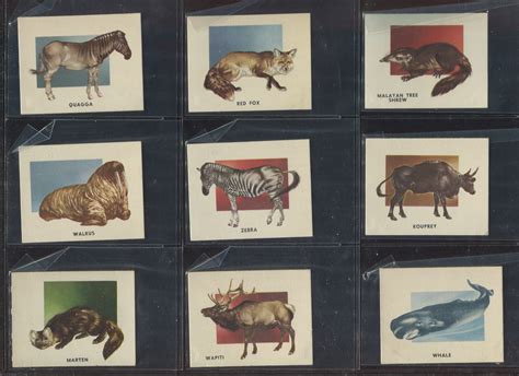 Lot Detail 1951 Topps Animals Of The World Complete Set Of 100 Cards