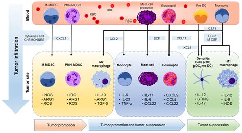Frontiers Friend Or Foe Recent Strategies To Target Myeloid Cells In