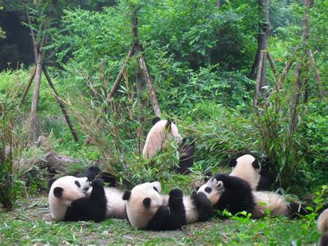 Chengdu Research Base Of Giant Panda Breeding Travel Guide