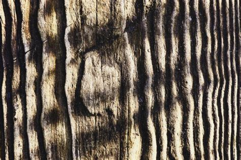 Free Images Tree Structure Grain Trunk Formation Insect Brown