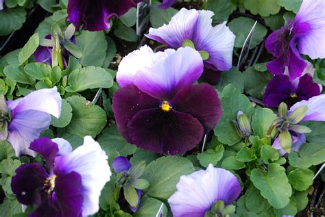 Pansy Delta Beaconsfield Beaconsfield Pansies Delta Focus Flowers
