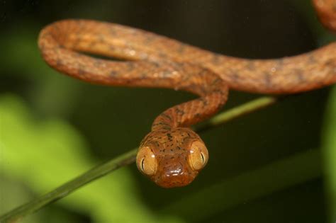 Plain Tree Snake Imantodes Inornatus Observed By Cenote On July 29