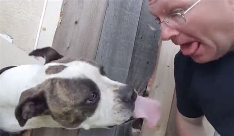 Dog Goes Nuts When A Man Pretends To Lick His Nose Daily Mail Online