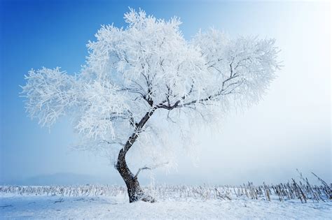 Snow Trees Wallpapers Top Free Snow Trees Backgrounds Wallpaperaccess