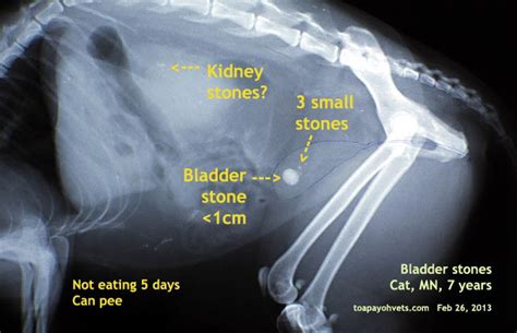 Kidney stones don't typically present symptoms until they grow large, irritating the kidney ducts and potentially causing a serious infection or obstruction. toa payoh vets singapore