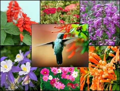 Hummingbirds are a joy to see in the garden as they whiz about from flower to flower, bringing additional color and movement into the yard. 21 Glorious Garden Plants That Attract Hummingbirds