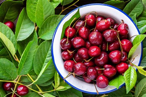 Are Cherries Good For You Nutrition World Healthy