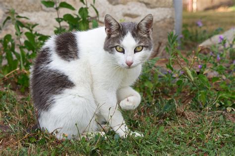 Popkins The Friendly Farm Cat And Her Natural Eyeliner Cats Funny