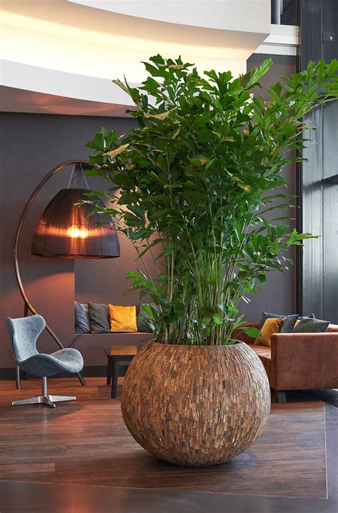 Inspiratie Woonkamerplanten Kantoorplanten Binnenhuisarchitect