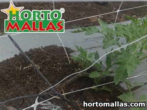 Tomato Trellis2 Hortomallas™ Supporting Your Crops®