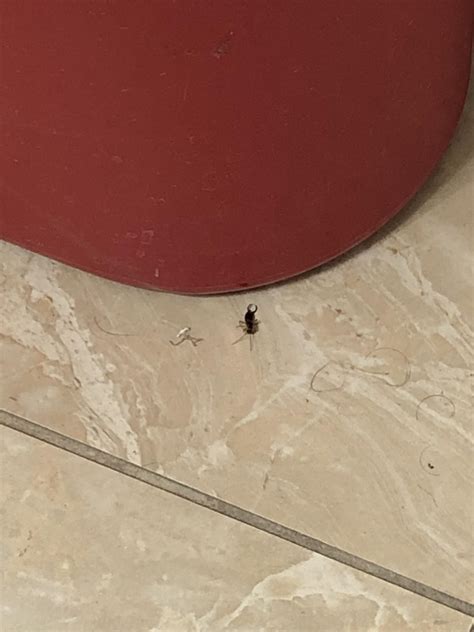 Please Help Me Identify This Bug Found In My Bathroom Pests