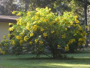 Yellow flowering trees in central florida. Cassia - Gardening Solutions - University of Florida ...