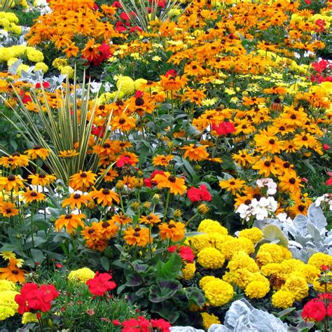 Many Different Colored Flowers In A Garden