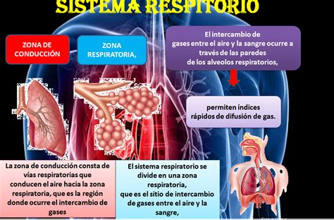 Fisiologia Sistema Respiratorio
