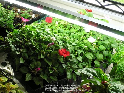 Growing impatiens indoors is very popular. All Things Gardening forum: Rootrainer Kit - Not worth it ...