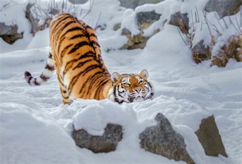 Tiger Playing In The Snow Stock Photo Free Download