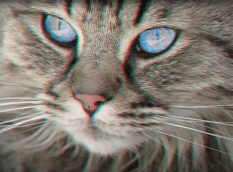 3d The Cat You Will Need A Pair Of Anaglyph Glasses To View In 3d