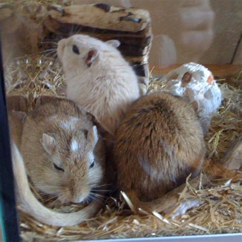Adorable Tierbilder Rennmaus Hamster