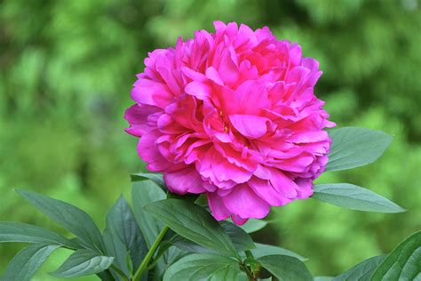 Pink Double Peony Natural Photograph By Isabela And Skender Cocoli