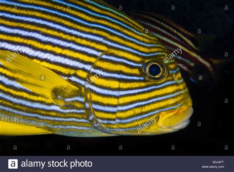 Yellow Striped Fish Stock Photos And Yellow Striped Fish Stock Images Alamy