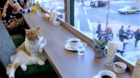 Cat Enjoys Coffee At Coffee Shop Youtube