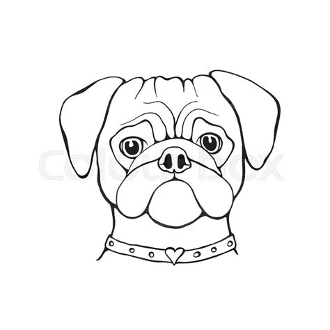 Head Dog Pug Hand Painted Portrait Stock Vector Colourbox