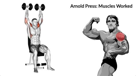 Arnold Press Muscles Worked Youtube