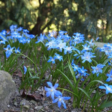 Gratis Afbeelding Op Pixabay Blauwe Bloemen Lente Tuin Natuur