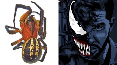 The Venom Spider New Genus Named After Tom Hardys Marvel Character
