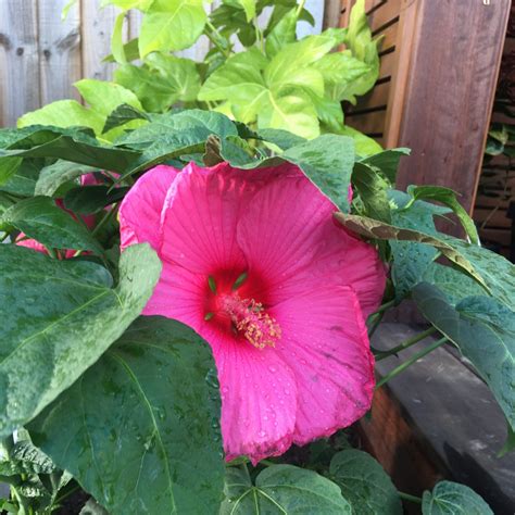 Hibiscus Extreme Hot Pink Hibiscus Hot Pink Extreme In Gardentags